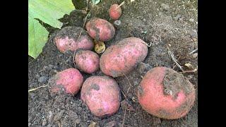 Harvesting potatoes