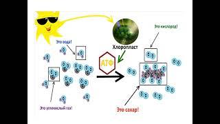 Жаратылыстану 5 сынып фотосинтез
