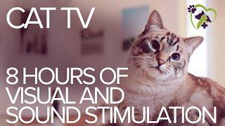 TV for Cats: 8 Hours of Visual and Sound Stimulation