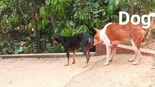 dog mating day / dog meeting in sri lanka