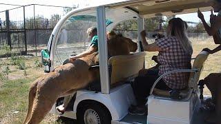 Lion starts licking a woman after jumping into safari buggy in Crimea