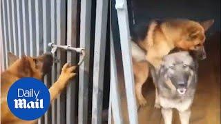 German Shepherd rescues fellow dog from cage only to mount her - Daily Mail