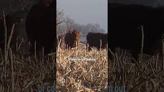 Many farmers turn their cows out on corn stalks.