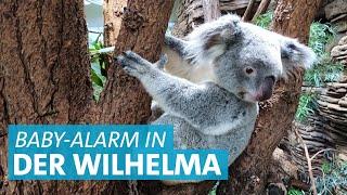 Nachwuchs in der Stuttgarter Wilhelma: Zwei neue Koala Babys sind geboren