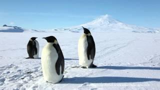 Emperor Penguins