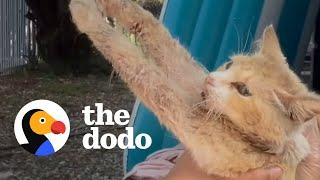 Street Cat Doubles In Size In A Month | The Dodo Faith = Restored
