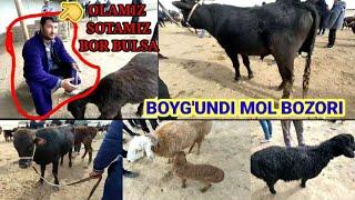 #koson#boygundi#anzurshox       KOSON BOYG'UNDI MOL BOZORI LAYKLANI AYAMANG AZIZ OBUNACHILARIM