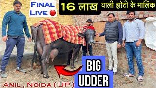 16 लाख वाली झोटी के मालिक का एक और नगीना । Final Live  Anil , Noida