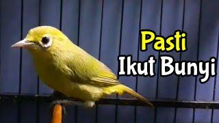 Begini Terapi Kecial Kuning Jantan Untuk Pancingan Kecial Kuning Malas Bunyi (11/11/20)