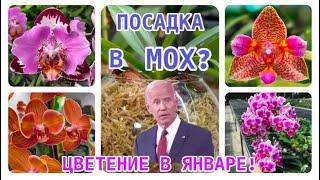 ЦВЕТЕНИЕ #орхидеи в январе! Продолжаю пересадку в СТЕКЛЯННЫЕ ВАЗЫ и в МОХ  #orchid #fyp #орхідеї