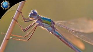 Dragonflies Prove to be Top Gun | Science Nation