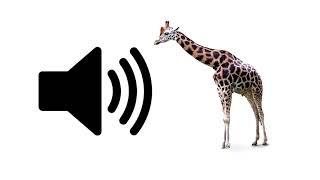 Giraffe - Sound Effect | ProSounds