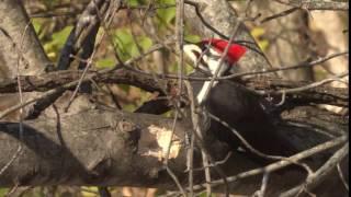 Pileated Woodpecker Call