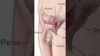 Male reproductive system #Pennis #anus #sex organ #viral #shorts