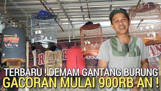 IDOLA BARU ! RAJA GANTANGAN UNTUK LATBER LATPRES REGIONAL DLL 900RB KACER ADA MURAI BATU CUCAK IJO