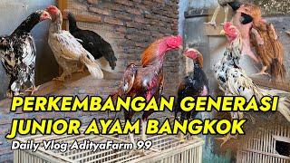 PANEN ANAK AYAM BANGKOK DI ADITYAFARM 99 || Vlog 6 Agustus 2024