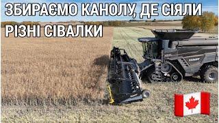 #291. Збираємо канолу, де сіяли сівалки точного та суцільного висіву.