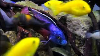 Habitat enrichment meets interior design for your cichlid aquarium