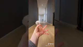 Ara Woah #woah #woahchallenge #foryou #tiktok #poodle #dogchallenge #dog #trick #dogtrick #Shorts