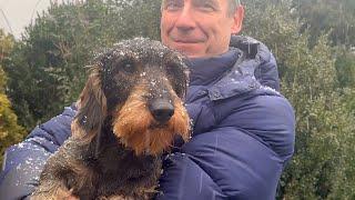 Dachshund Teddy the weather expert predicts a white Christmas ️️️