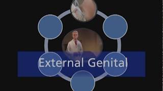 External Male Genital Examination |Urology |