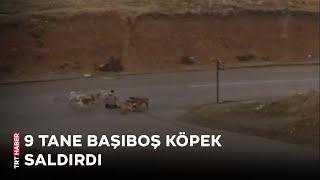 Ankara'da başıboş köpekler yere yatırdıkları kişiyi defalarca ısırdı