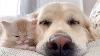 KITTEN Won't Sleep Without His BEST FRIEND the Golden Retriever!