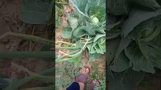 #Vegetables in Village Bhaddar, Kharian, Gujrat (Farmer struggle in village)