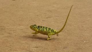 chameleon FUNNY walk !