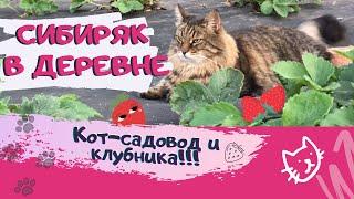 ГОРОДСКОЙ КОТ В ДЕРЕВНЕ Главный помощник в огороде Приколы с котами Смешные животные Смешные коты