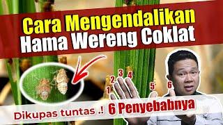 Cara mengendalikan hama wereng coklat pada tanaman padi (lengkap dengan pestisida / insektisidanya)