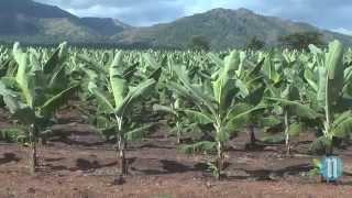 Haïti parie sur la banane avec Agritrans