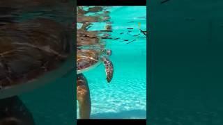 How I Got a Pet Sea Turtle #shorts #shortvideo #wildlife #bahamas #seaturtles