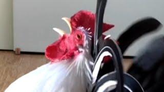 Chicken gets mad when my daughter goes to school