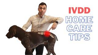 IVDD in Dogs - How you can provide relief for your dog