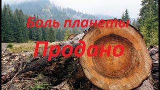 Глобальная вырубка леса и убийство планеты.!!! Смотреть всем!!!