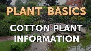 Cotton Plant Information