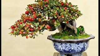 Cotoneaster horizontalis Bonsai -  Rock Cotoneaster, Rockspray Cotoneaster