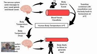 Thermoregulation Negative Feedback Loop