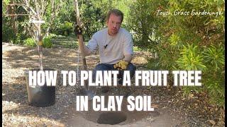 How to Plant a Fruit Tree in Clay Soil - Tree Planting 101