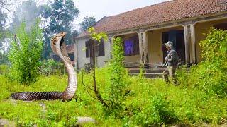 Shocked | Encountered A Cobra While Cleaning An Abandoned Veteran's House Overgrown With Weeds