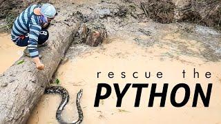 Rescue the python || Penyelamatan dari Alat Berat