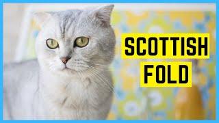 SCOTTISH FOLD KATZE - Rasseportrait der schottischen Faltohrkatze