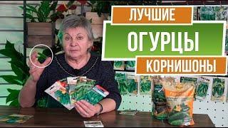 Лучшие огурцы корнишоны  ️ Сорта огурцов пикулей