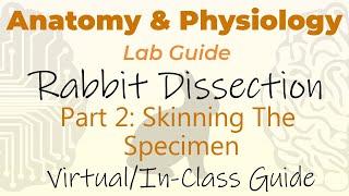 Rabbit Dissection - Part 2 - Start Skinning The Specimen