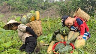 Cu Bon and his mother harvest giant pumpkins. Buy a special gift to visit Aunt Lien _ A Single Mothe