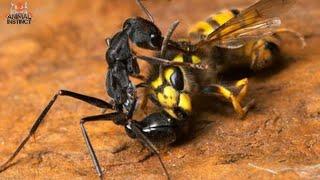 The  Top 15 Deadliest Fights in The Insects World