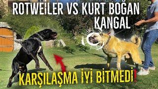 ROTTWEİLER VS HADES KURTÇU KANGAL KARŞILAŞINCA YERİ GÖĞÜ İNLETTİLER!!