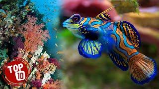 Top 10 Most Beautiful Ocean Creatures  Beautiful Sea Creatures