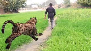 Tiger attack in real life green screen effect animation video